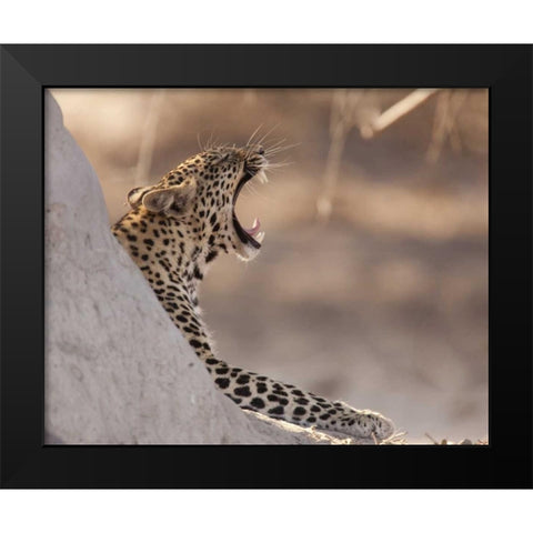 Africa, Botswana, Chobe NP Yawning leopard Black Modern Wood Framed Art Print by Kaveney, Wendy
