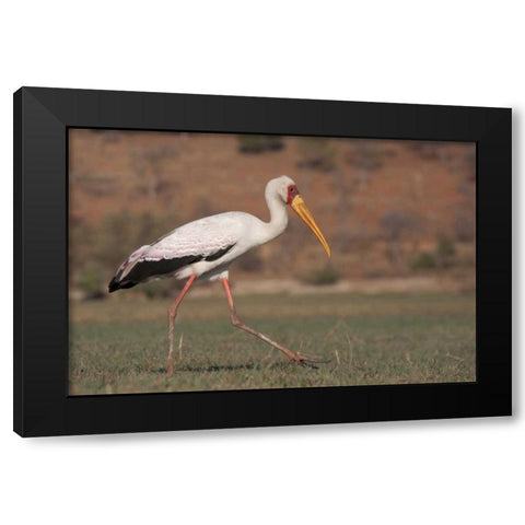 Africa, Botswana, Chobe NP Saddle-billed Stork Black Modern Wood Framed Art Print with Double Matting by Kaveney, Wendy