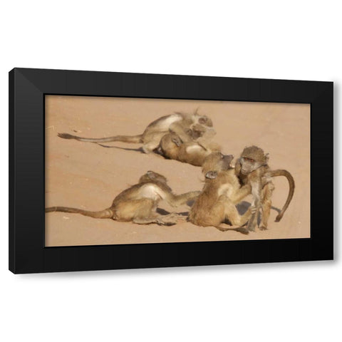 Africa, Botswana, Chobe NP Young baboons at play Black Modern Wood Framed Art Print with Double Matting by Kaveney, Wendy