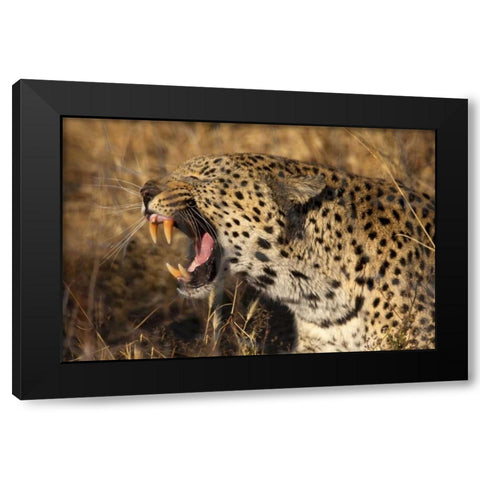 Botswana, Savute Game Reserve Yawning leopard Black Modern Wood Framed Art Print with Double Matting by Zuckerman, Jim