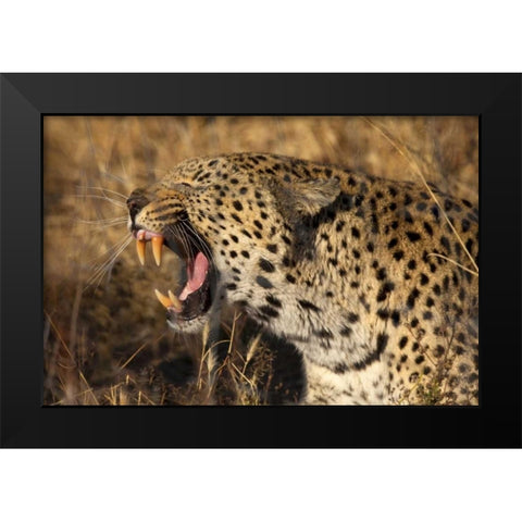 Botswana, Savute Game Reserve Yawning leopard Black Modern Wood Framed Art Print by Zuckerman, Jim