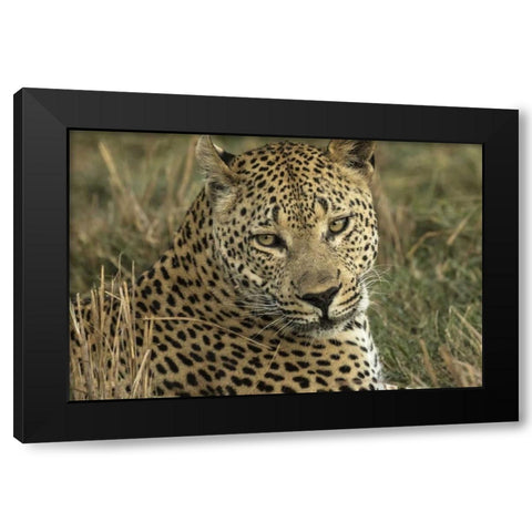 Botswana, Savute Game Reserve Resting leopard Black Modern Wood Framed Art Print with Double Matting by Zuckerman, Jim