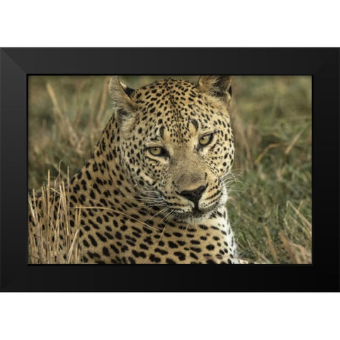 Botswana, Savute Game Reserve Resting leopard Black Modern Wood Framed Art Print by Zuckerman, Jim