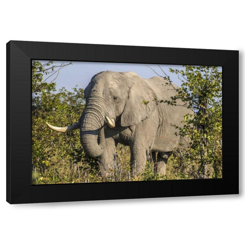 Botswana, Savute Game Reserve Elephant eating Black Modern Wood Framed Art Print by Zuckerman, Jim