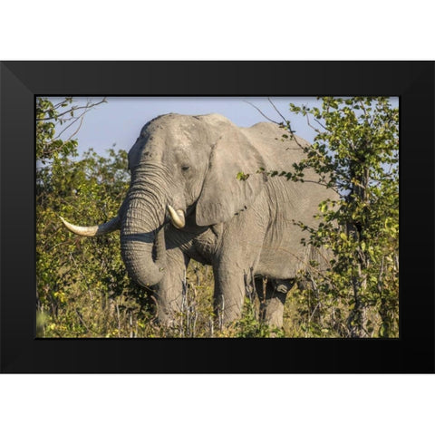 Botswana, Savute Game Reserve Elephant eating Black Modern Wood Framed Art Print by Zuckerman, Jim