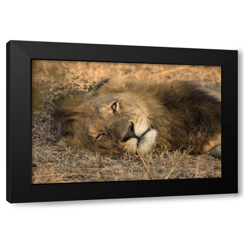 Botswana, Savute Game Reserve Sleeping male lion Black Modern Wood Framed Art Print with Double Matting by Zuckerman, Jim