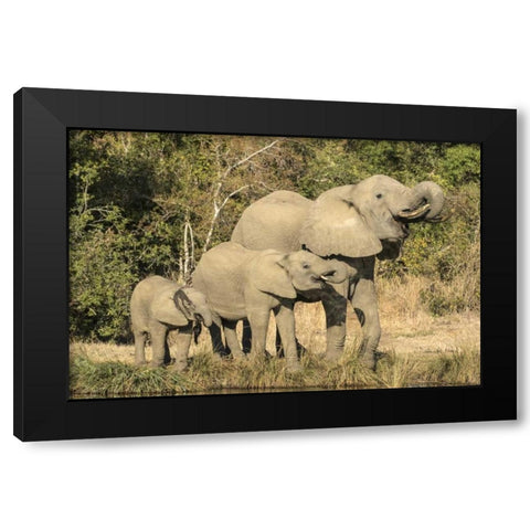Botswana, Savuti Game Reserve Elephants drinking Black Modern Wood Framed Art Print with Double Matting by Zuckerman, Jim