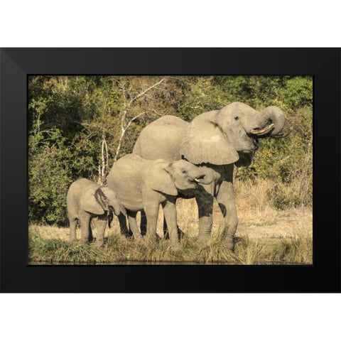 Botswana, Savuti Game Reserve Elephants drinking Black Modern Wood Framed Art Print by Zuckerman, Jim