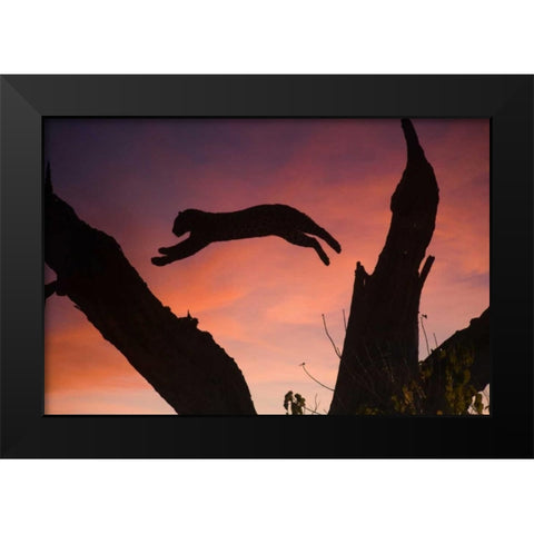 Botswana, Savuti Game Reserve Leopard leaping Black Modern Wood Framed Art Print by Zuckerman, Jim