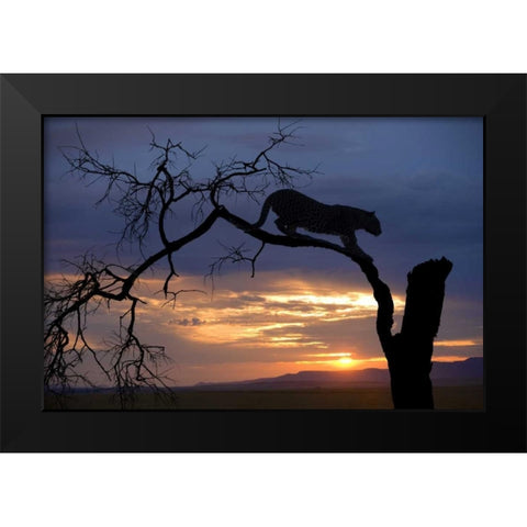 Botswana, Savuti Game Reserve Leopard on branch Black Modern Wood Framed Art Print by Zuckerman, Jim