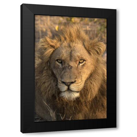 Africa, Botswana, Savuti Game Reserve Male lion Black Modern Wood Framed Art Print with Double Matting by Zuckerman, Jim