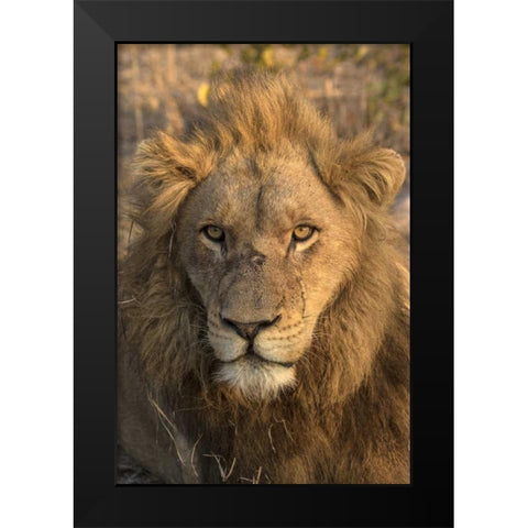 Africa, Botswana, Savuti Game Reserve Male lion Black Modern Wood Framed Art Print by Zuckerman, Jim