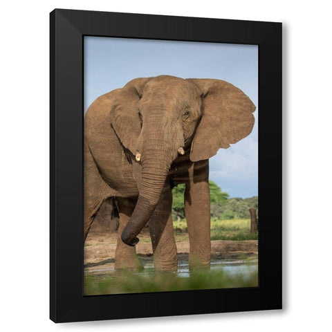 Africa-Botswana-Kasane-Bull Elephant drinking in water hole at sunset Black Modern Wood Framed Art Print with Double Matting by Souders, Paul