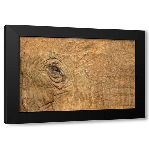 Africa-Botswana-Kasane-Close-up of Bull Elephants eye at sunset near Chobe River Black Modern Wood Framed Art Print with Double Matting by Souders, Paul