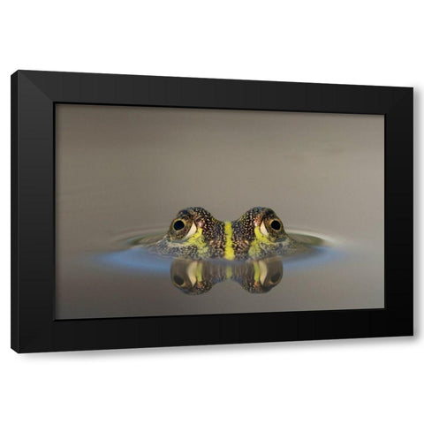 Africa-Botswana-Nxai Pan National Park-Young African Bullfrog lies nearly submerged in shallow pool Black Modern Wood Framed Art Print with Double Matting by Souders, Paul