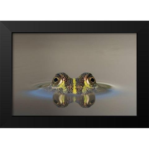 Africa-Botswana-Nxai Pan National Park-Young African Bullfrog lies nearly submerged in shallow pool Black Modern Wood Framed Art Print by Souders, Paul