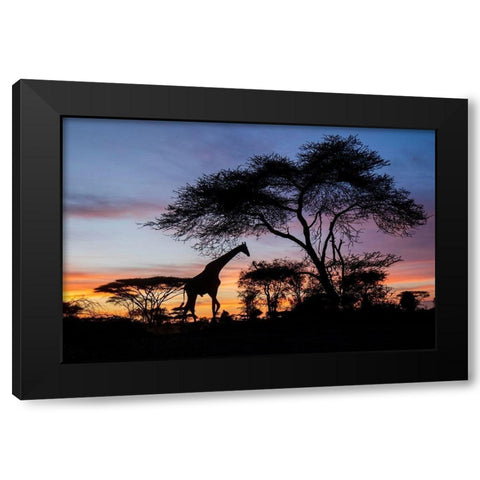 Africa-Botswana-Chobe National Park-Giraffe at sunset Black Modern Wood Framed Art Print with Double Matting by Souders, Paul