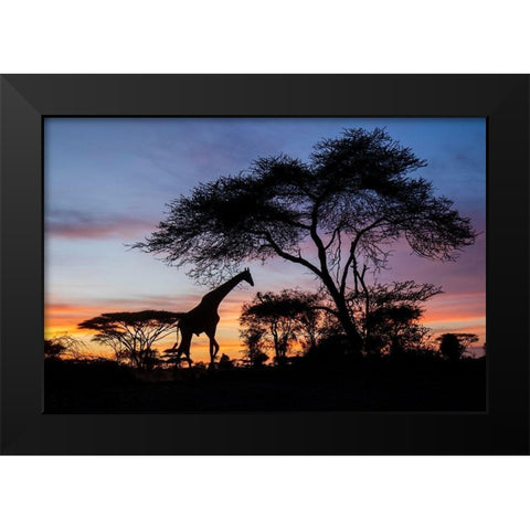 Africa-Botswana-Chobe National Park-Giraffe at sunset Black Modern Wood Framed Art Print by Souders, Paul