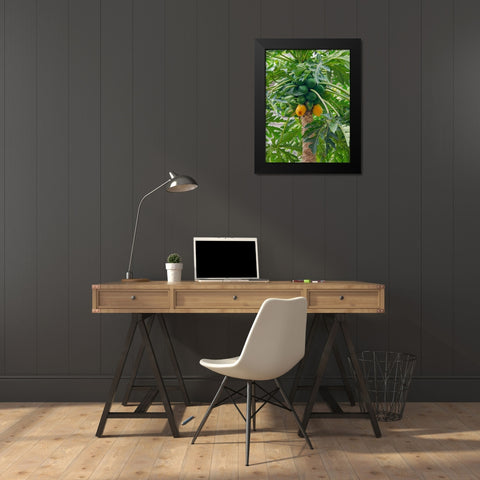 Papaya in valley Ribeira da Torre on the island Santo Antao-Cape Verde Black Modern Wood Framed Art Print by Zwick, Martin