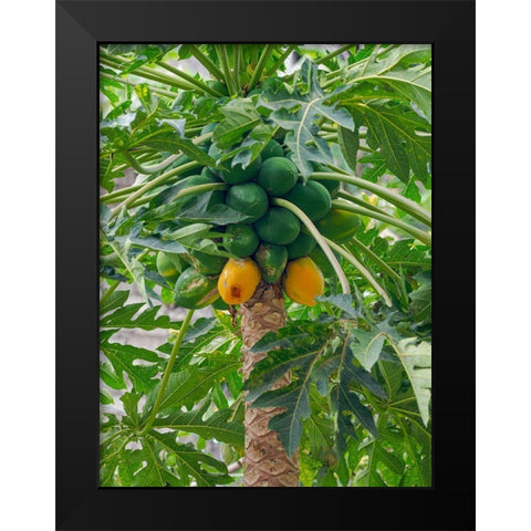 Papaya in valley Ribeira da Torre on the island Santo Antao-Cape Verde Black Modern Wood Framed Art Print by Zwick, Martin