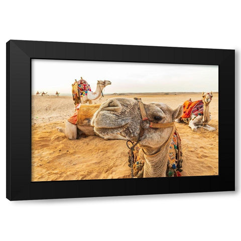Africa-Egypt-Cairo Giza plateau Camels near the pyramids at Giza Black Modern Wood Framed Art Print with Double Matting by Wilson, Emily