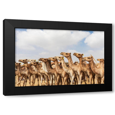 Africa-Egypt-Cairo-Birqash October 5-2018 Camels at the Souq al-Gamaal weekly camel market Black Modern Wood Framed Art Print by Wilson, Emily