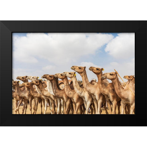 Africa-Egypt-Cairo-Birqash October 5-2018 Camels at the Souq al-Gamaal weekly camel market Black Modern Wood Framed Art Print by Wilson, Emily
