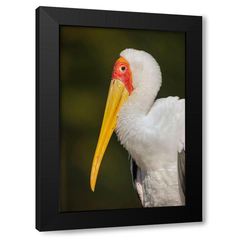 Yellow-billed stork-Masai Mara-Kenya-Africa Black Modern Wood Framed Art Print by Jones, Adam