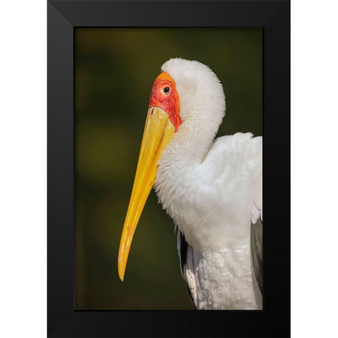 Yellow-billed stork-Masai Mara-Kenya-Africa Black Modern Wood Framed Art Print by Jones, Adam