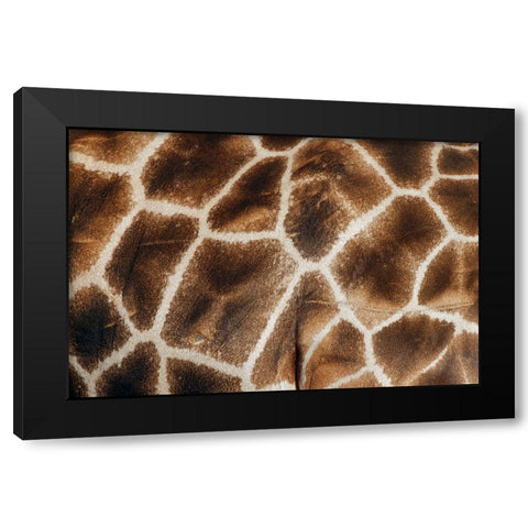 Reticulated giraffe Masai Mara-Kenya-Africa Black Modern Wood Framed Art Print by Jones, Adam
