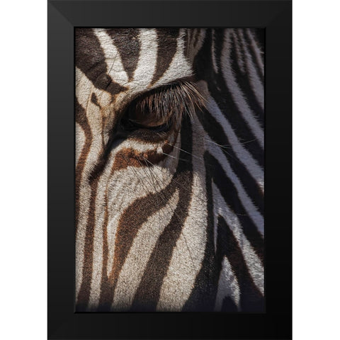 Burchells Zebra close-up Masai Mara-Kenya-Africa Black Modern Wood Framed Art Print by Jones, Adam