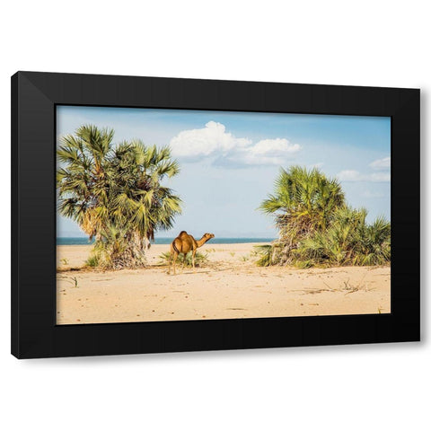 East Africa-Kenya Lake Turkana Basin-Lobolo Camp-beach scene with camels Black Modern Wood Framed Art Print by Jones, Alison