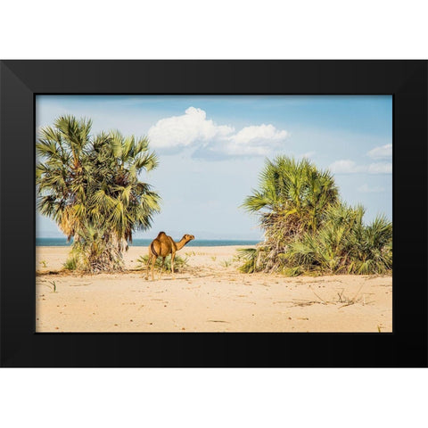 East Africa-Kenya Lake Turkana Basin-Lobolo Camp-beach scene with camels Black Modern Wood Framed Art Print by Jones, Alison