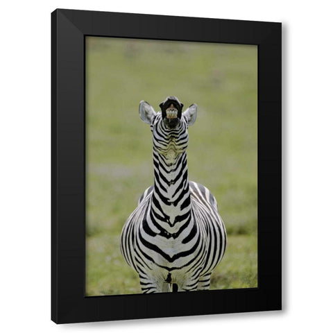 Kenya Burchells zebra exhibits flehmen display Black Modern Wood Framed Art Print with Double Matting by Morris, Arthur