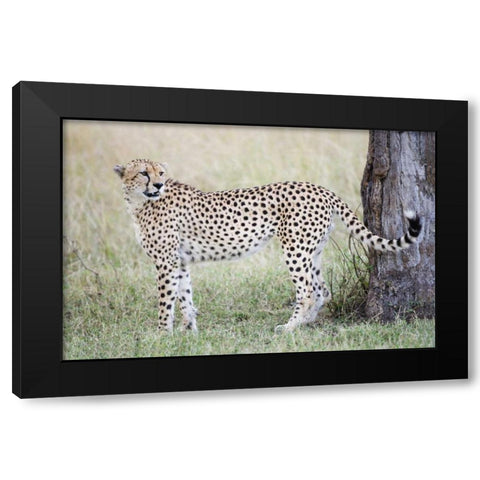 Kenya, Masai Mara Male cheetah pauses by tree Black Modern Wood Framed Art Print by Morris, Arthur