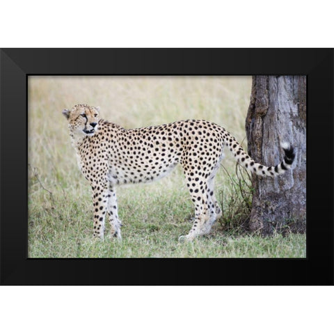 Kenya, Masai Mara Male cheetah pauses by tree Black Modern Wood Framed Art Print by Morris, Arthur