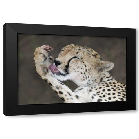 Kenya, Masai Mara Cheetah licking its paw Black Modern Wood Framed Art Print by Morris, Arthur