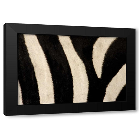 Kenya, Masai Mara Common zebras stripes Black Modern Wood Framed Art Print by Morris, Arthur