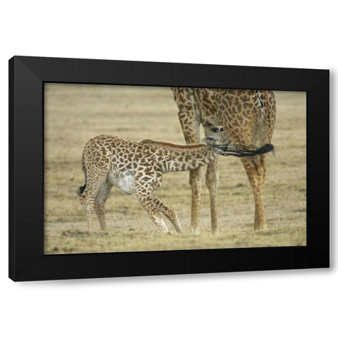Kenya, Lake Naivasha Young giraffe nursing Black Modern Wood Framed Art Print by Morris, Arthur