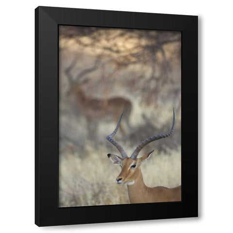 Kenya, Samburu Reserve Two Impalas amid grass Black Modern Wood Framed Art Print with Double Matting by Morris, Arthur