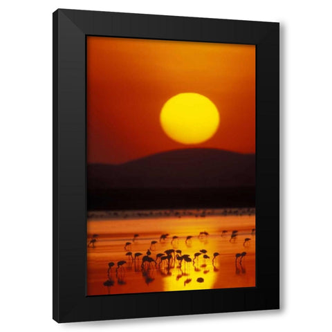 Kenya, Amboseli NP Flock of lesser flamingos Black Modern Wood Framed Art Print by Morris, Arthur