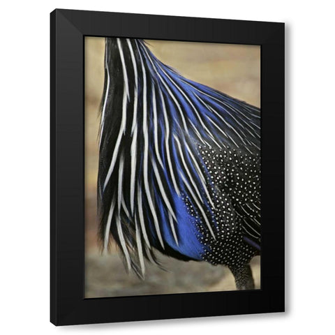 Kenya, Vulturine guinea fowl breast feathers Black Modern Wood Framed Art Print with Double Matting by Morris, Arthur