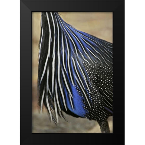 Kenya, Vulturine guinea fowl breast feathers Black Modern Wood Framed Art Print by Morris, Arthur