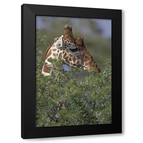 Kenya, Samburu NP A reticulated giraffe Black Modern Wood Framed Art Print by Grall, Don