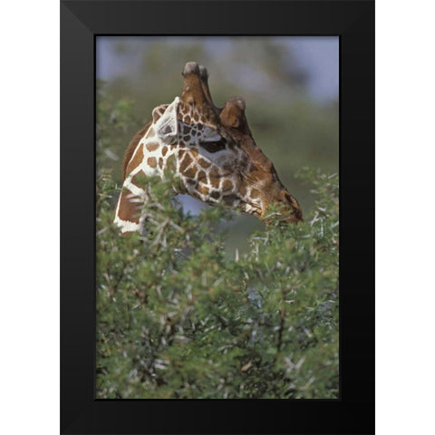 Kenya, Samburu NP A reticulated giraffe Black Modern Wood Framed Art Print by Grall, Don