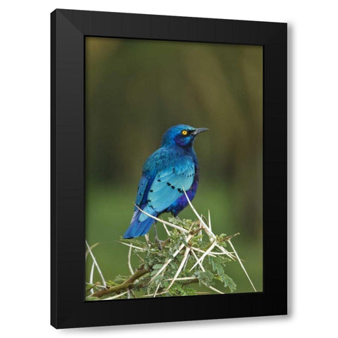 Kenya, Lake Nakuru NP Starling bird on acacia Black Modern Wood Framed Art Print with Double Matting by Kirkland, Dennis