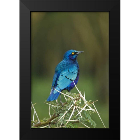 Kenya, Lake Nakuru NP Starling bird on acacia Black Modern Wood Framed Art Print by Kirkland, Dennis