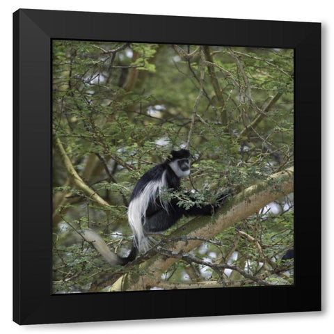 Kenya, Lake Nakuru NP Colobus monkey in a tree Black Modern Wood Framed Art Print with Double Matting by Kirkland, Dennis