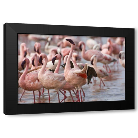 Kenya, Lake Nakuru NP Flamingoson Lake Nakuru Black Modern Wood Framed Art Print with Double Matting by Kirkland, Dennis