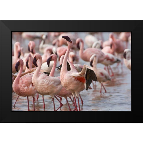 Kenya, Lake Nakuru NP Flamingoson Lake Nakuru Black Modern Wood Framed Art Print by Kirkland, Dennis